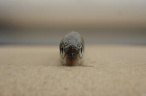 Pacific sand lance at rest on sand. Photo: Collin Smith, USGS. https://www.flickr.com/photos/usgeologicalsurvey/13378704834