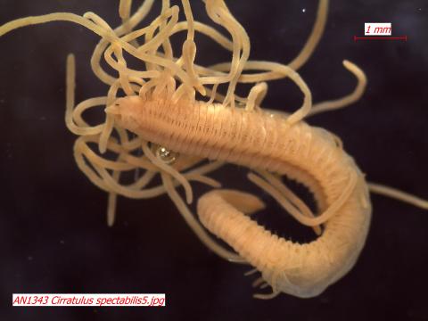 Cirratulus spectabilis (Phylum Annelida, Class Polychaeta, Family Cirratulidae) – This polychaete annelid is known as a “sphaghetti worm” because of the tangled mass of branchia (gills) emerging from the segments. These are used for respiration. The number and placement of these are distinctive for each species in this family. (Photo: Maggie Dutch)