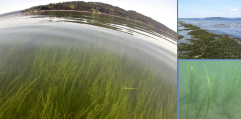 Report cover images of eelgrass