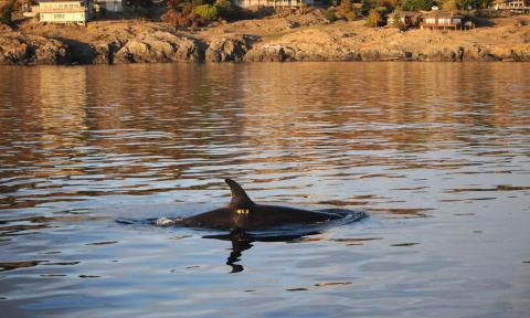A killer whale swimming in nearshore water with yellow digital acoustic recording tag visible near its dorsal fin and rocky coastline with homes behind.