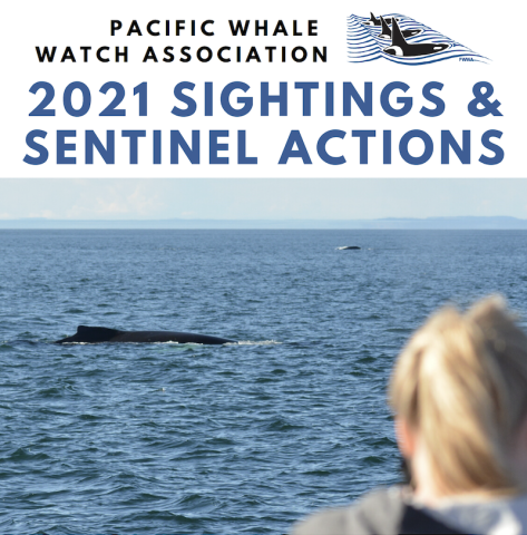 Cover of the Pacific Whale Watch Association 2021 Sightings and Sentinel Actions report, featuring a photograph of two whales surfacing one in the foreground and one in the distance.