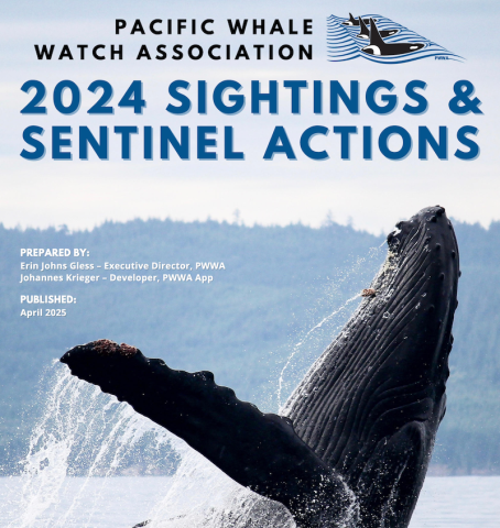 Cover of the Pacific Whale Watch Association 2025 Sightings and Sentinel Actions report, featuring a photograph of a breaching humpback whale.