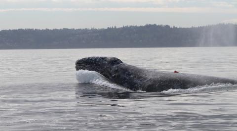 Gray whale surfacing with land in the distance.