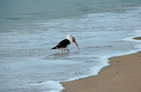 Early morning meal. Photo: jdegenhardt (CC BY-NC-ND 2.0) https://www.flickr.com/photos/jdegenhardt/2771107305