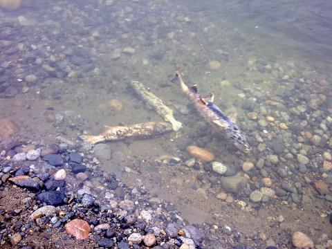 Dead salmon. Photo: Boris Mann (CC BY-NC 2.0) https://www.flickr.com/photos/boris/3037705761