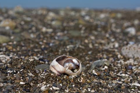 Fragile shell. Joe Doe (CC BY-NC-ND 2.0) https://www.flickr.com/photos/47104521@N08/4590994484/