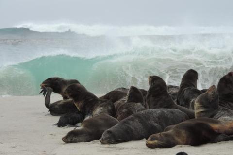Northern fur seals haul out on San Miguel Island in the Channel Islands, California - Photo: NOAA Fisheries/Kristin Wilkinson, NMFS Stranding Coordinator