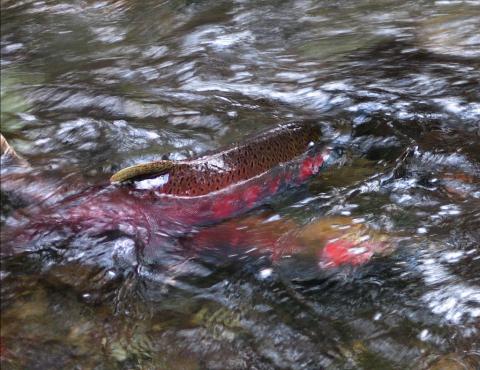 Salmon. Photo: Dan Hershman (CC BY-NC 2.0) https://www.flickr.com/photos/hershman/497293505