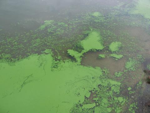 Algal bloom. Photo: Eutrophication&Hypoxia (CC BY 2.0) https://www.flickr.com/photos/48722974@N07/5120831456