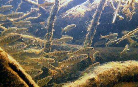 School of juvenile chinook/king salmon. Photo: USFWS/Togiak National Wildlife Refuge (CC BY-NC-ND 2.0) https://www.flickr.com/photos/usfws_alaska/6479109041/