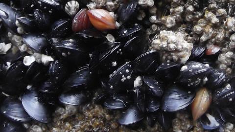 Bay Mussels (Mytilus trossulus) on Edmonds Ferry Dock. Photo [cropped]: brewbooks (CC BY-SA 2.0) https://www.flickr.com/photos/brewbooks/8840874065