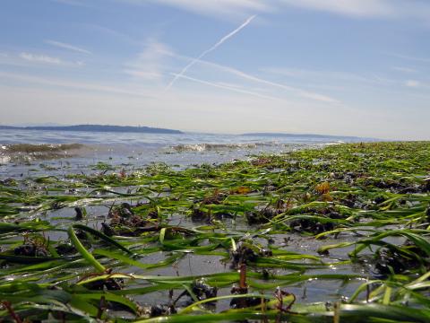 An eelgrass bed near Bainbridge Island, Washington. David Ayers/USGS