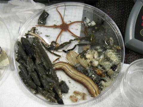 Benthic invertebrates are indicators of sediment health. Photo by D. Hyrenbach, NOAA.
