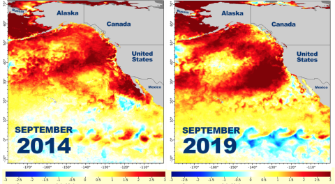 In 2014 and 2019, sea surface temperatures across a broad area warmed to well above average (0 in the middle of the key). On map, 3° C = 5.4° F // Map: NOAA Fisheries