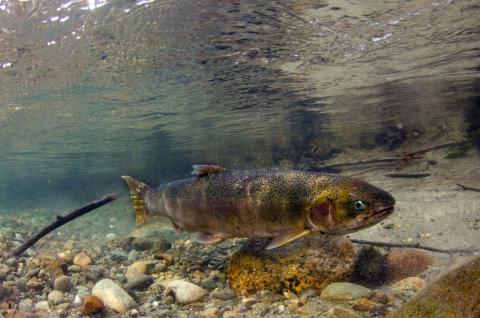 A steelhead (Oncorhynchus mykiss) in the Cascade River, WA, 2014. Photo: © Morgan Bond http://www.morganhbond.com/