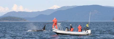 Researchers led by veterinarian Pete Schroeder capture the breath of orcas in a search for pathogenic organisms from 2007 to 2009. // Photo courtesy of Pete Schroeder