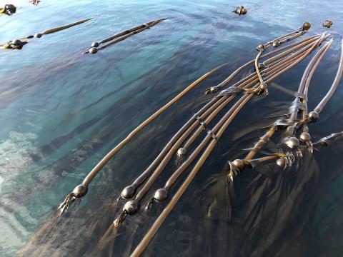 Bull kelp floating on the surface of the sea