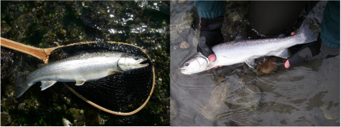 Two side by side photos. Left: a silvery fish in a wooden handled net at above the surface of clear water and stones. Right: Two hands with fingerless gloves holding a fish just above the water surface.