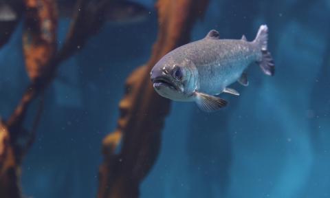 A single salmon swimming underwater with brown kelp against a blue background.