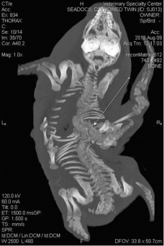 FIGURE 2. Dorsoplanar computed tomography image of conjoined fetal twins in a harbor seal (Phoca vitulina) from San Juan County, Washington, USA. The arrow points to the fusion of the spines.