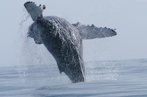 A humpback whale breaching