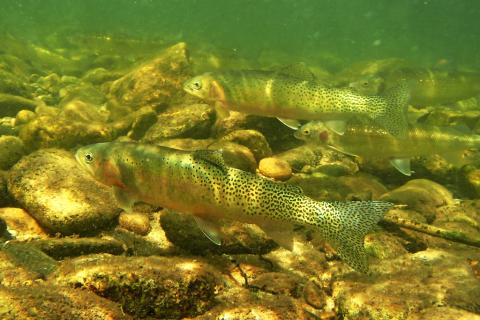 Cutthroat trout (Oncorhynchus clarki clarki). Photo: NOAA Fisheries West Coast