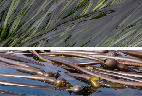 Closeup photos of green eelgrass and brown bull kelp.