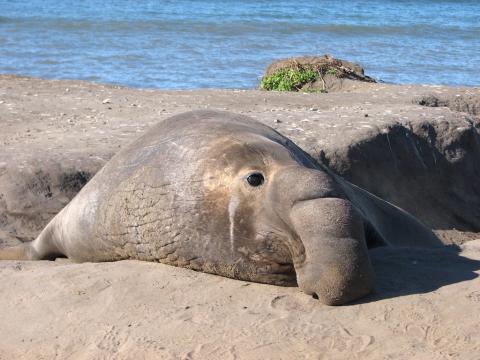 An adult elephant seal resting on the shore with water in the background.