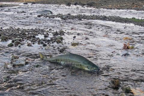 Two fish in shallow water of a gravel river bed with a rocky shoreline in the background.