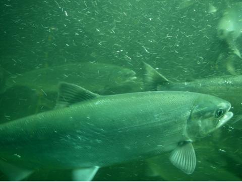 A close-up of a fish with several behind it in water behind glass.