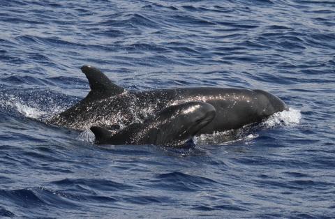 False killer whale mother and calf surfacing together in blue ocean waters, showing distinctive rounded heads and dorsal fins.
