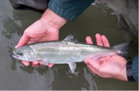 A close-up of hands over water holding a fish with some small, dark spots its topside.