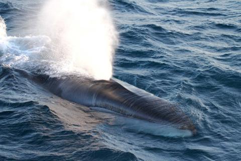 A fin whale spouting water as it surfaces.