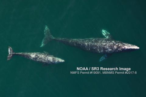 Gray whale and calf