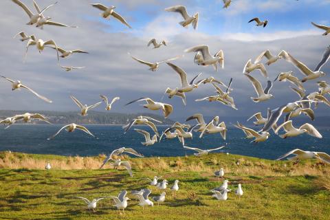 Glaucous-winged gulls in flight at Protection Island National Wildlife Refuge. Photo: Peter Davis/U.S. Fish and Wildlife Service