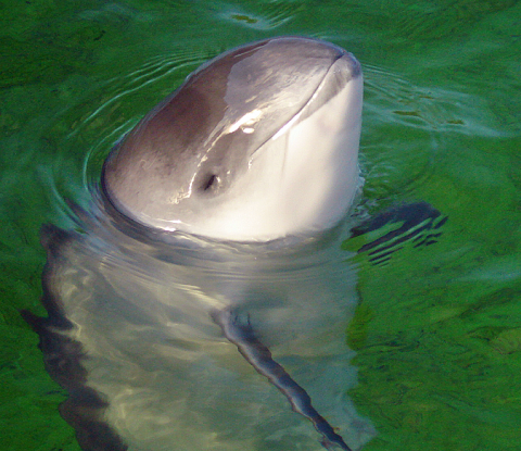 Close up of Phocoena phocoena. Photo: AVampireTear (CC BY-SA 3.0) https://commons.wikimedia.org/wiki/File:Daan_Close_Up.PNG