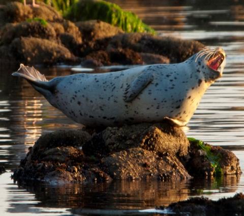Harbor seal vocalizing on rock. Credit: G.E. Davis