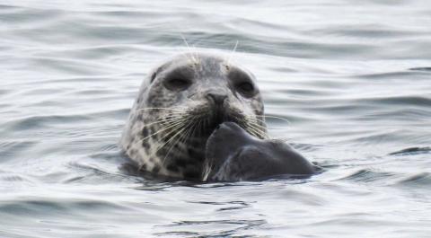 Adult harbor seal with pup. Photo: Mark Ahlness (CC BY-NC-ND 2.0) 