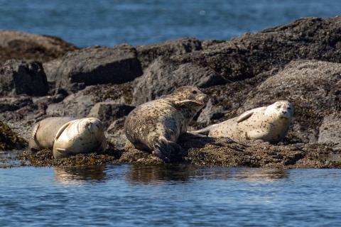 Harbor seals. Photo: Mick Thompson (CC BY-NC 2.0)