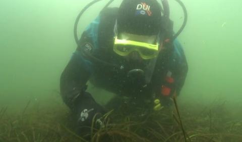 Herring spawn research in Puget Sound. Photo courtesy of NOAA