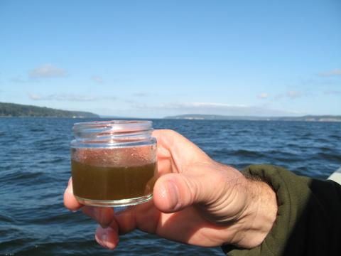 Jim West (WDFW) holding a jar of filled with concentrated phytoplankton sampled from the Puget Sound. Photo: WDFW
