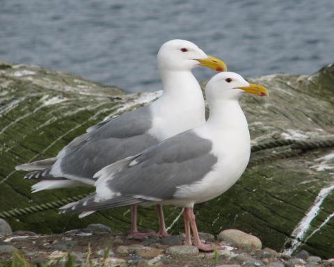 Glaucous-winged gulls. Photo courtesy of James Hayward. 