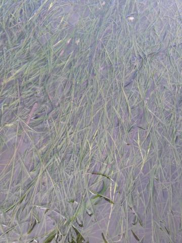 Z. japonica at Padilla Bay in Puget Sound. Photo by Jeff Rice.