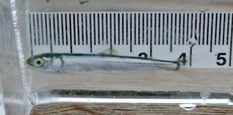 Small, silvery fish placed against a ruler.