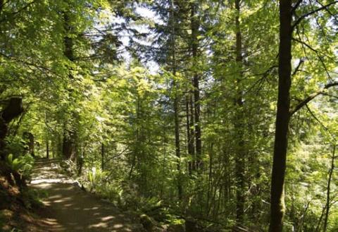 Red alder, a deciduous species that often grows in disturbed areas. Photo copyright King County. 