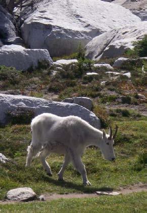 Mountain goats are commonly found in alpine habitat. Photo by Jennifer Vanderhoof.