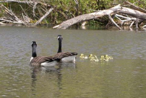 Canada geese, commonly seen in Lake Washington. Photo by Jennifer Vanderhoof. 