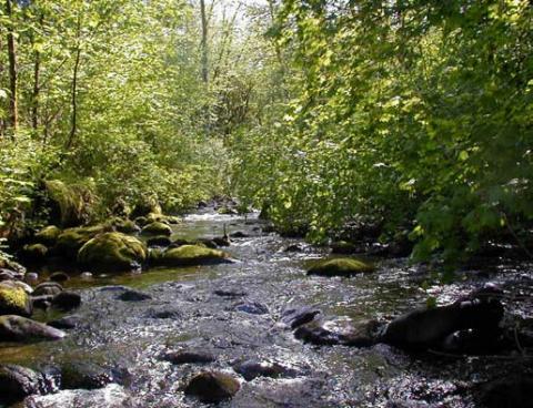 A section of Griffin Creek. Photo copyright King County.