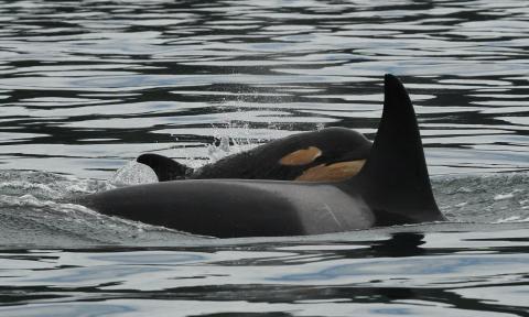 An adult and a juvenile killer whale swimming next to each other
