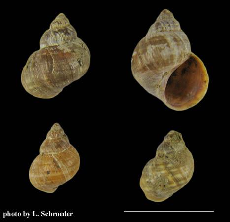 Littorina subrotundata (Carpenter, 1864) Salt Marsh Periwinkle. Photo courtesy of L. Schroeder. Source: www.PNWSC.org.
